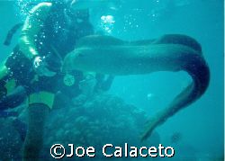 Moray by Joe Calaceto 